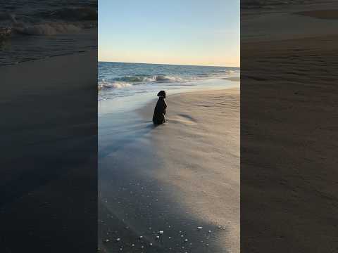 Proof that dogs have souls 😇❤️ thumbnail