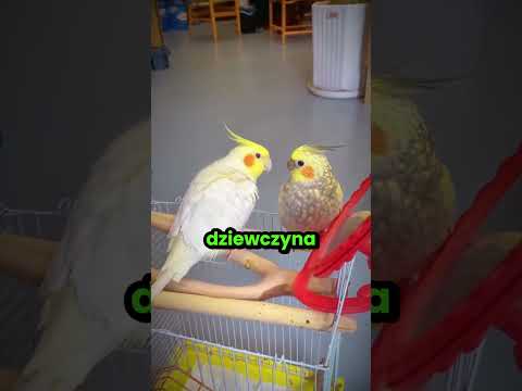 Ta dziewczyna musiała znaleźć partnera dla swojej papugi! 😮 thumbnail
