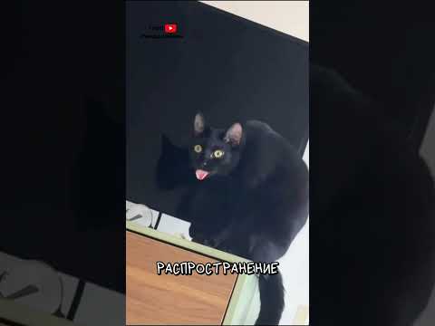 Хватит Бояться Черных Кошек 🐈‍⬛ thumbnail