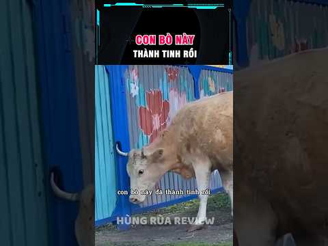 con bò này thành tinh rồi thumbnail