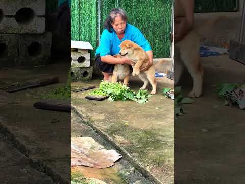 快點快點！、下一個了、、輪到我啦！！！ #中華田園犬 thumbnail