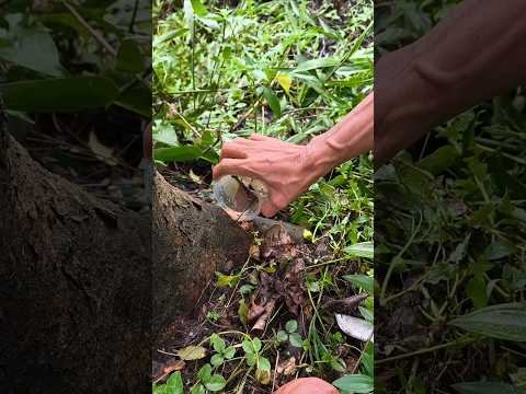 Nggak Perlu Ditebang! Pakai Cara Ini Pohon Mati Sampai Akarnya #fyp #shorts #viralvideo thumbnail