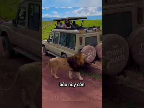 Những con hổ báo hiền lành dễ thương? thumbnail