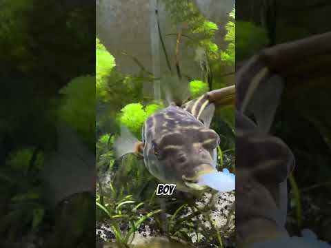 My Fahaka puffer fish thumbnail