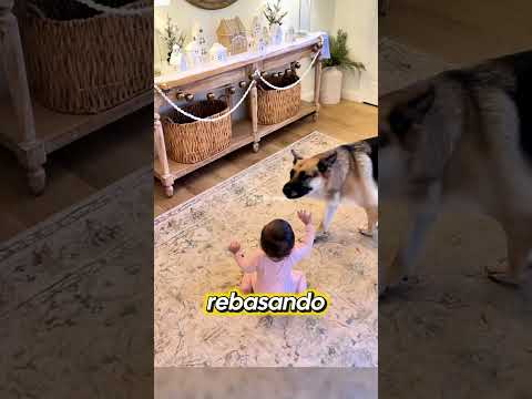 Pastor alemán protege a bebé thumbnail