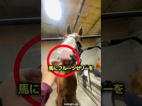 馬にフルーツゼリーを与えてはいけない理由 ? thumbnail