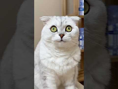 🥲🚑 #cat #cats #funny thumbnail