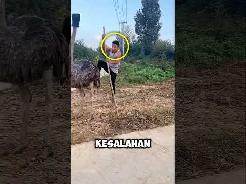 nekat naik burung unta, cowok ini auto nyesel ? thumbnail