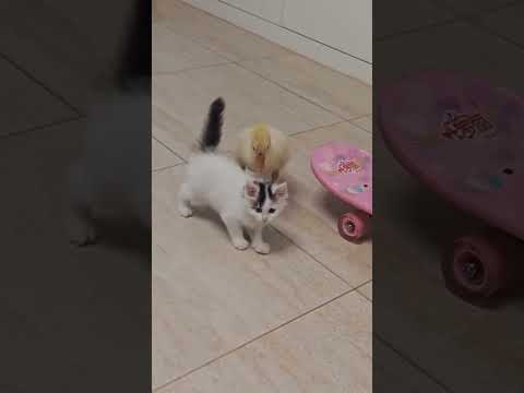 Tiny Duckling DESTROYS Cocky Kitten. Never underestimate a duckling thumbnail