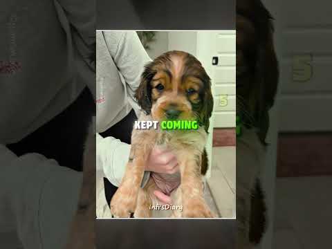 How Are There SO Many Puppies Here? ?? #shorts thumbnail
