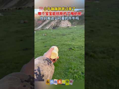 小牛蹦蹦跳跳的过来喝奶了 thumbnail