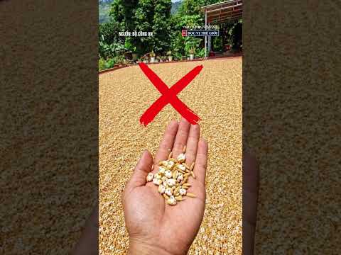 Ông chú đăng tin "nắng nóng làm thóc nổ thành bỏng" bị xử phạt 7,5 triệu #docvithegioi #tintuc #news thumbnail
