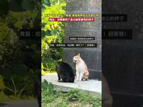 橘猫“大声呵斥”黑猫，黑猫乖乖低头不敢吭声。 网友：仿佛看到了自己被老婆骂的样子   #新闻 #共鸣 #大热门 thumbnail