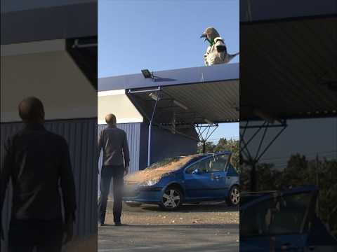 #pigeon #prank #remigaillard 🐦 thumbnail