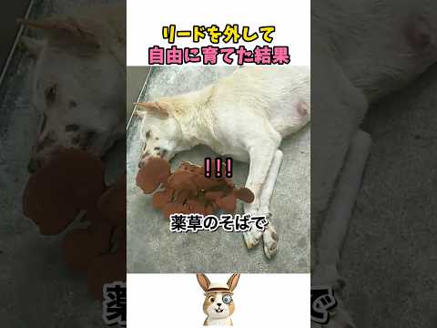 リードを外して育てた結果 thumbnail