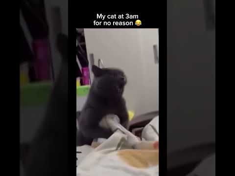 Why do cats do this at 3am ? follow for more #shorts thumbnail
