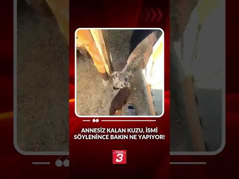 Annesiz kalan kuzu, ismi söylenince bakın ne yapıyor! thumbnail