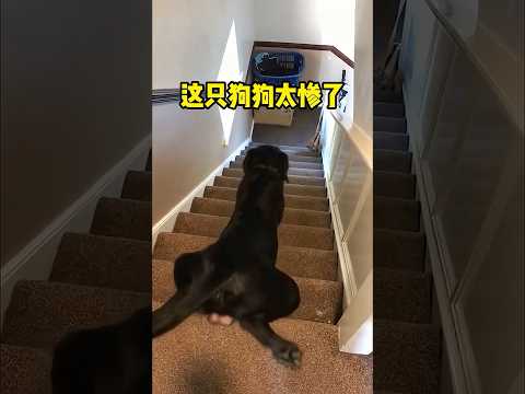 这只狗狗一定很疼吧！#shorts #短视频 #趣事 #有趣 thumbnail