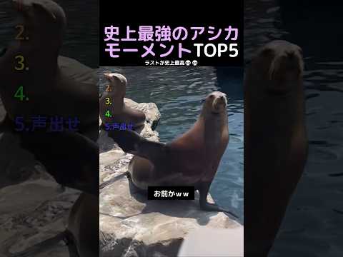 史上最強のアシカモーメントTOP5 thumbnail