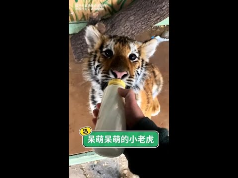 那段與老虎相依為命的歲月：馴獸師大叔用一首《父親遞的煙》，訴盡了一生最深沉的守護。 thumbnail