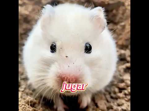 Esto es el hámster más valiente que he visto.#pets #hamster #funny #shorts thumbnail