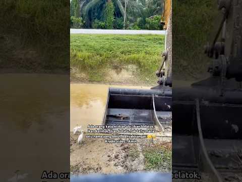 Rezeki dapat ikan paling mahal.?? thumbnail
