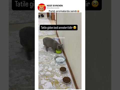 Farklı aromalarda sandı😂 thumbnail