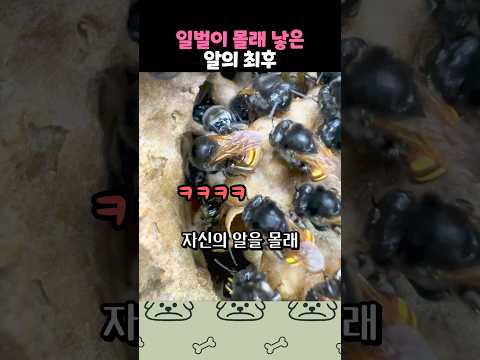 반란을 시도한 일벌의 최후 thumbnail