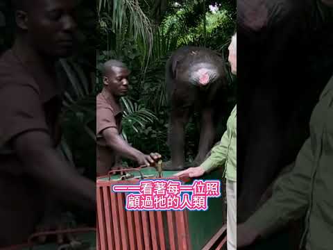 懂感情的黑猩猩（YT：JaneGoodallAustralia） thumbnail