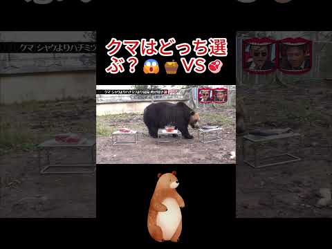 クマ、実はハチミツ嫌い説!😳#水曜日のダウンタウン thumbnail