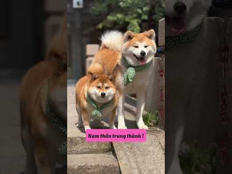 5 giống chó này lúc nhỏ cực kỳ đáng yêu, lớn lên lại có khí chất cực kỳ ngút ngàn #shortvideo #dogs thumbnail