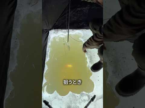 釣り人たちがわざと外して狙う理由 thumbnail