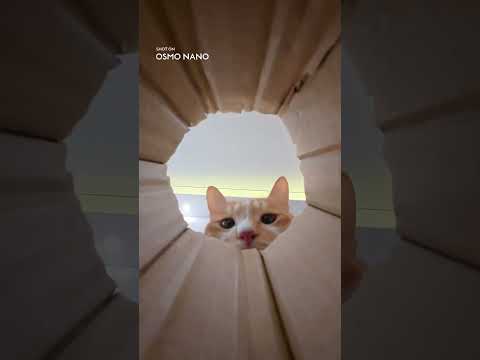 The Cat Thinks the Nano Is Dinner | DJI Osmo Nano thumbnail