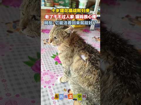 十岁狸花猫战败归来，主人心疼了唠唠叨叨... thumbnail