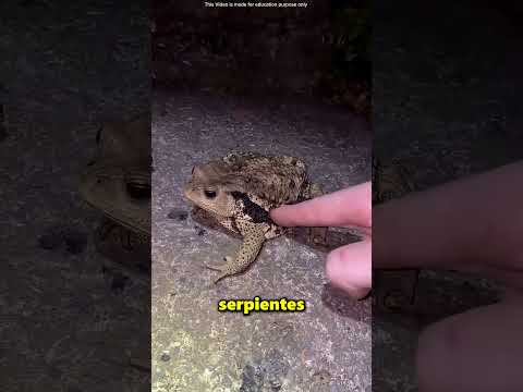 Este Hombre Tocó Todos Los Animales Peligrosos Del Bosque 😨 thumbnail