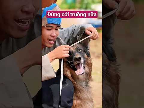 Thích cởi truồng mà bắt nhỏ mặc đồ 😆 #shorts #tonytv #pets thumbnail