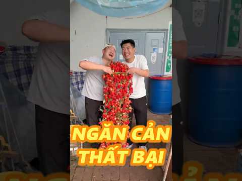 VẪN KHÔNG CỨU NỔI CHỊ DÂU TÂY thumbnail
