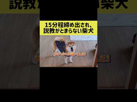 15分程締め出され、説教がとまらない柴犬 #shibainu #柴犬 #shorts thumbnail