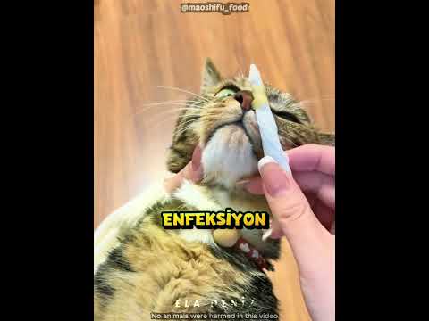 Kedinin Burnunu Dikkatlice Temizledi 🐱 thumbnail