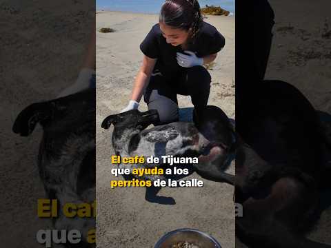 El café de Tijuana que ayuda a los perritos de la calle. @FEPAdefensa thumbnail