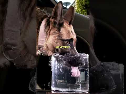 Chats vs chiens : la vraie différence pour boire de l’eau thumbnail