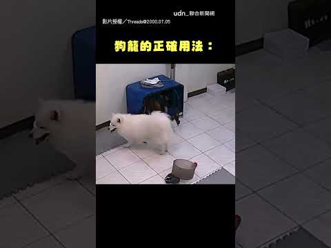 【狗狗育兒(?)】狗籠的正確用法？ 弟弟爬進去 狗勾揪團來看XD｜狗狗｜小孩 thumbnail