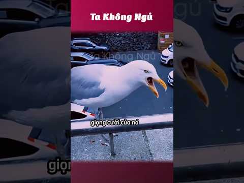 Con mèo kêu sao 😽 #takhongngu thumbnail