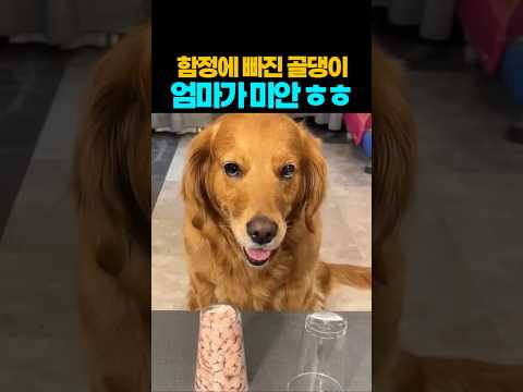 ❤️2800만뷰❤️ 미안 ^^; 간식은 그냥 줄께~ #강아지 #댕댕이 #애견영상 thumbnail