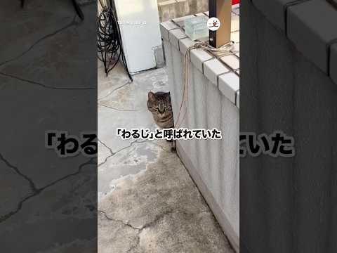 【元ボス猫】「わるじ」が「まるくん」になった｜PECO thumbnail
