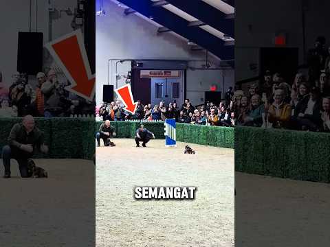 Anjing Disabilitas ini Terus Berlari Secepat Kilat Walaupun Tertinggal Dibelakang! thumbnail