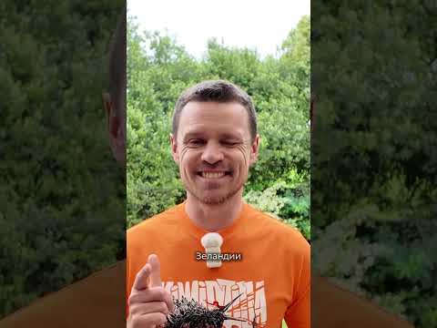 Почему люди выбирают Новую Зеландию для жизни, Денис Власин #новаязеландия #иммиграция thumbnail