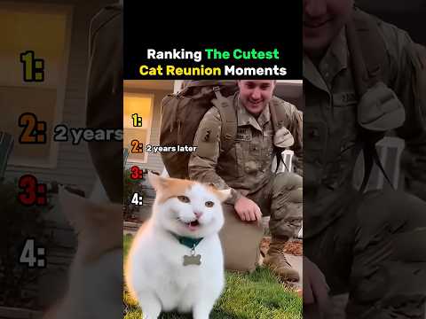 Ranking The Cutest Cat Reunion Moments #cat thumbnail