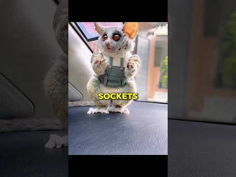 Facts about Galago? thumbnail