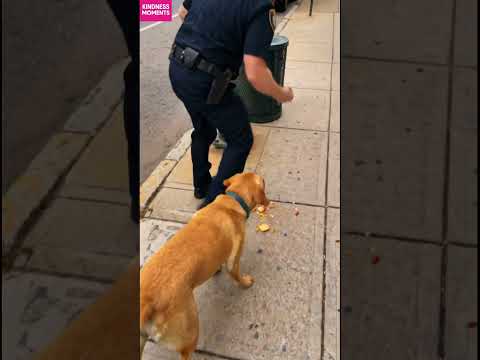 kindness dog 🐶 instant act of kindness for street dogs #kindness #dogrescue #shorts thumbnail